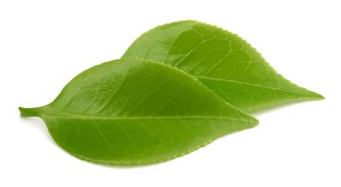 yeşil çay yaprakları