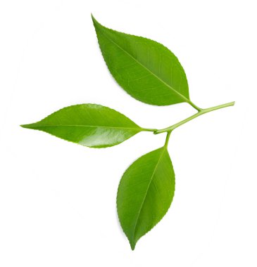 yeşil çay yaprakları