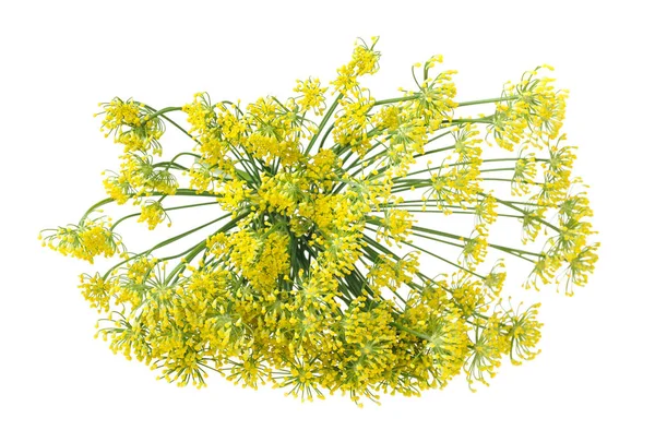 Wild fennel flowers — Stock Photo, Image