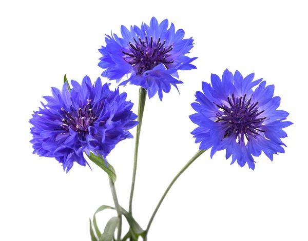 Blaue Kornblumen isoliert — Stockfoto