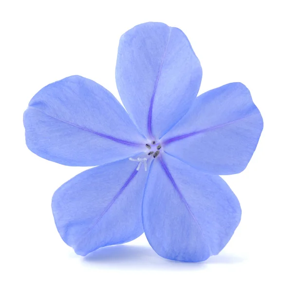 Leadworth квітка, ізольовані — стокове фото