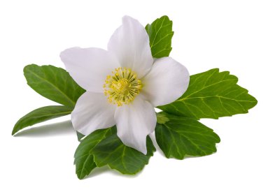 Karaca ot (Helleborus niger)