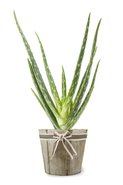 Aloe vera bitkisi — Stok fotoğraf