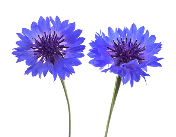 Blaue Kornblumen isoliert — Stockfoto
