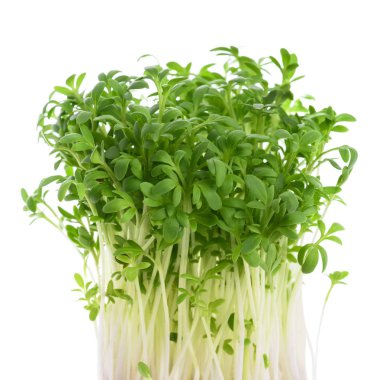 Su teresi (Lepidium sativum)