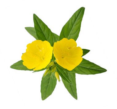 İyi akşamlar çuha çiçeği (Oenothera biennis)