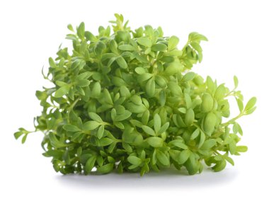 Su teresi (Lepidium sativum)