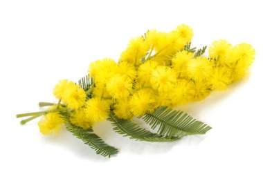Mimoza (Gümüş wattle)