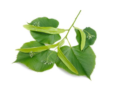izole linden Şubesi