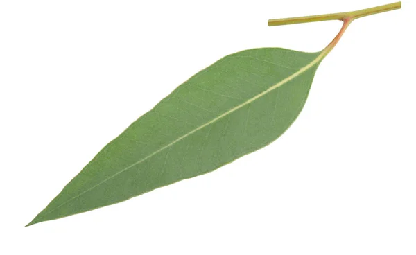 Изолированный эвкалиптовый лист — стоковое фото