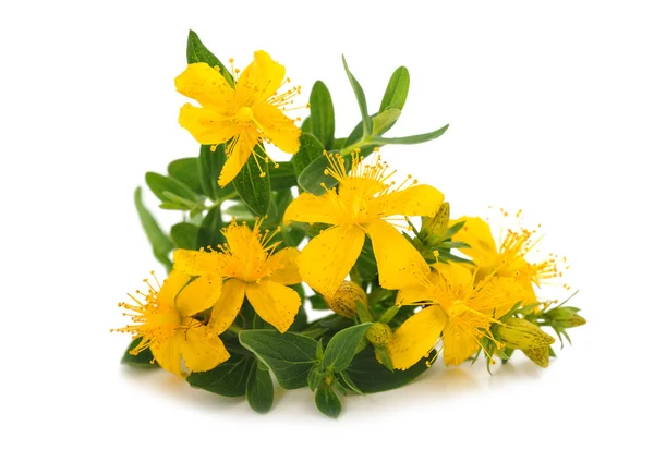 St. John's wort — Stock Photo, Image