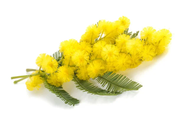Mimosa (silver wattle) — Stock Photo, Image