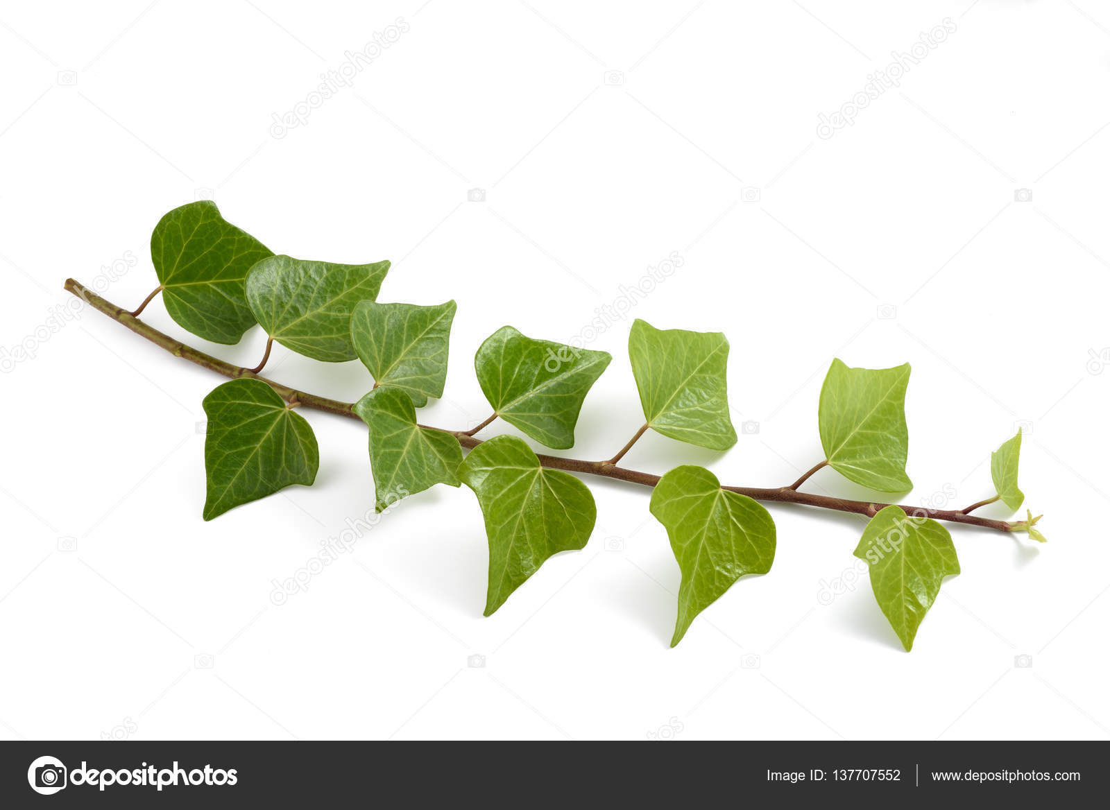 Ivy branch with leaves Stock Photo by ©scis65 137707552