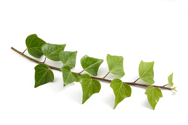 Rama de hiedra con hojas — Foto de Stock