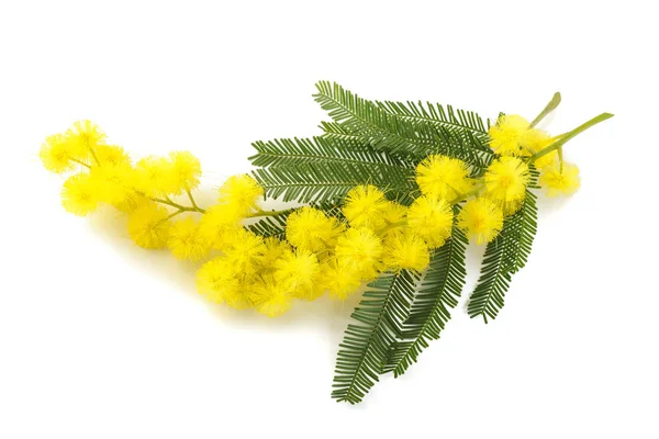 Flores de mimosa amarillas —  Fotos de Stock