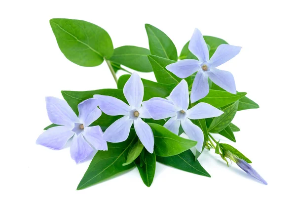 Periwinkle sprig with flowers — Stock Photo, Image