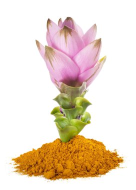 Curcuma çiçek ve toz 