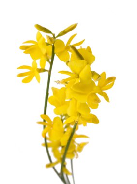 Sarı gorse çiçekler