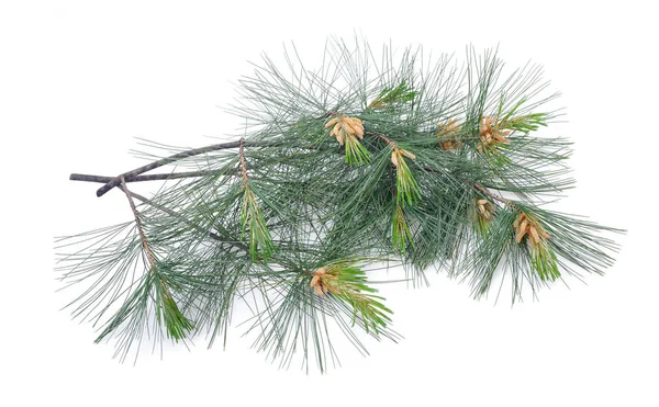 Swiss stone pine — Stock Photo, Image