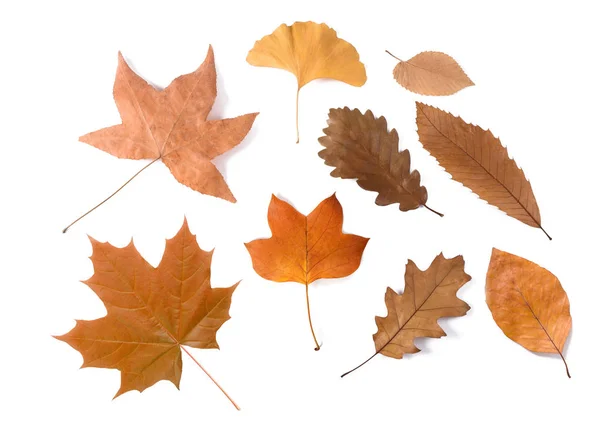 Dried leaves group — Stock Photo, Image