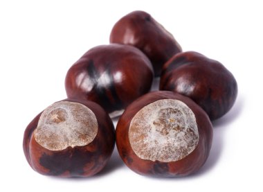 At kestanesi (Aesculus hippocastanum)