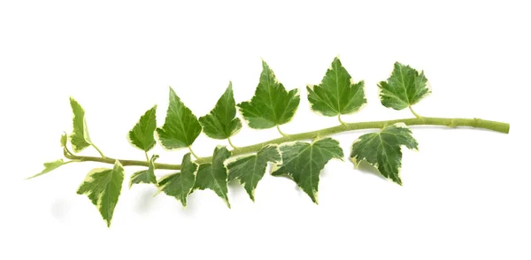 Ivy tak met bladeren — Stockfoto