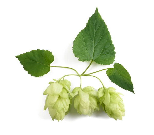 Hop (Humulus lupulus ) — Stockfoto