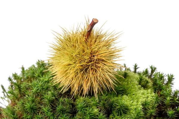 Chestnut curly on moss — Stock Photo, Image