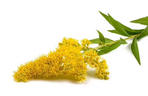 Guldenroede (Solidago gigantea) — Stockfoto