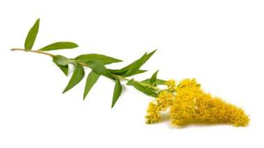 Altın Başak (Solidago kızgözü)