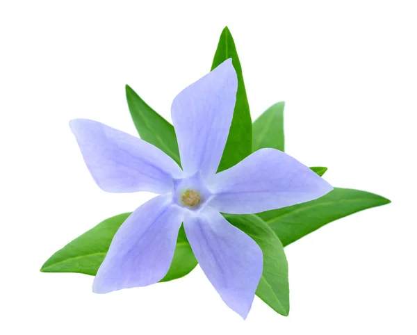 Fiore di pervinca isolato — Foto Stock