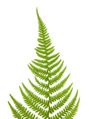 fern (Pteridium aquilinum) clipart