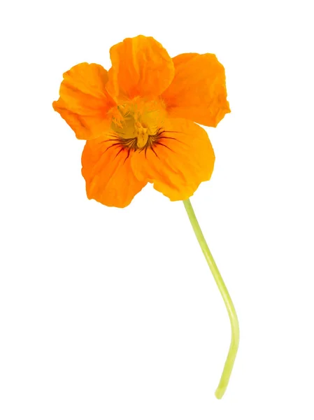 Nasturtium list s květem — Stock fotografie