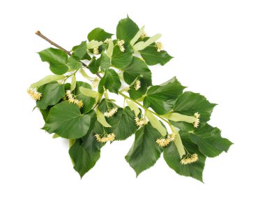 izole linden Şubesi