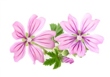 izole ebegümeci çiçekler