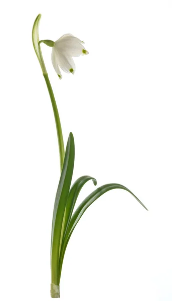 Våren snöflinga blomma — Stockfoto