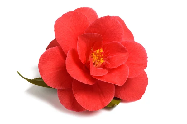 Flor de camelia roja — Foto de Stock