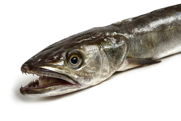 Рыба хек изолирована — стоковое фото