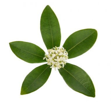 Skimmia japonica çiçekler