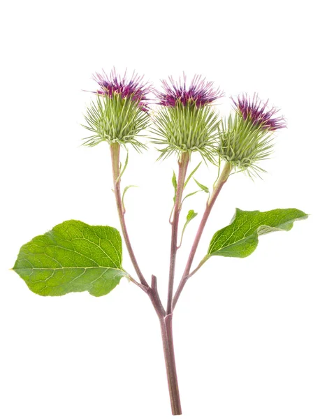 Greater Burdock flowers — Stock Photo, Image