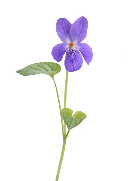 Fiore viola dolce — Foto Stock