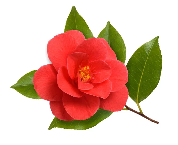 Camelias fotos de stock, imágenes de Camelias sin royalties | Depositphotos