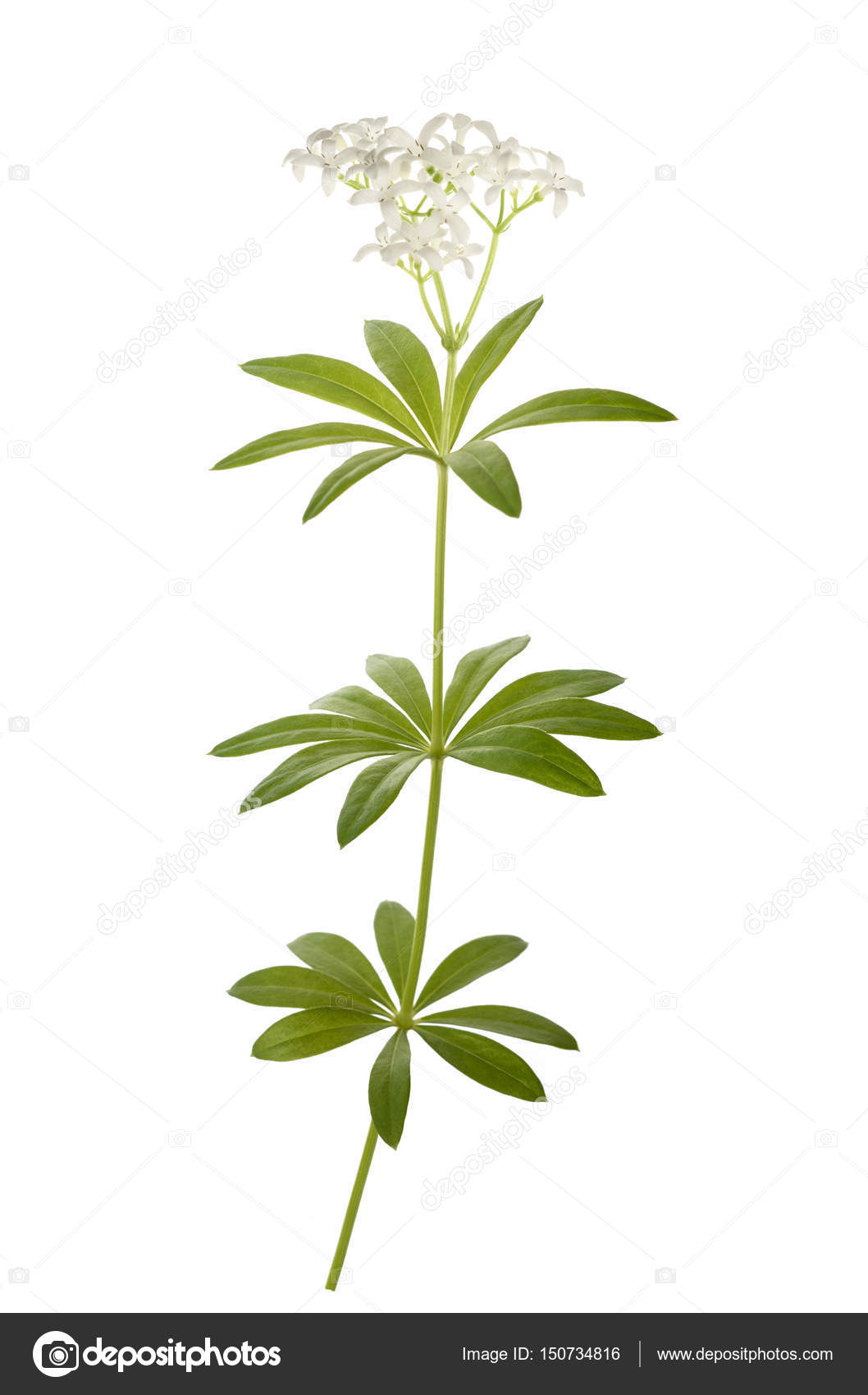 Woodruff (Galium odoratum) — Stock Photo © scis65 150734816