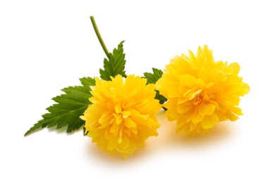 Kerria (Kerria japonica)