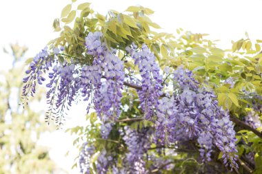 Mor wisteria asılı