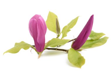 pembe Manolya çiçeği