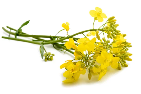 Colza (brassica napus) ) — Stockfoto