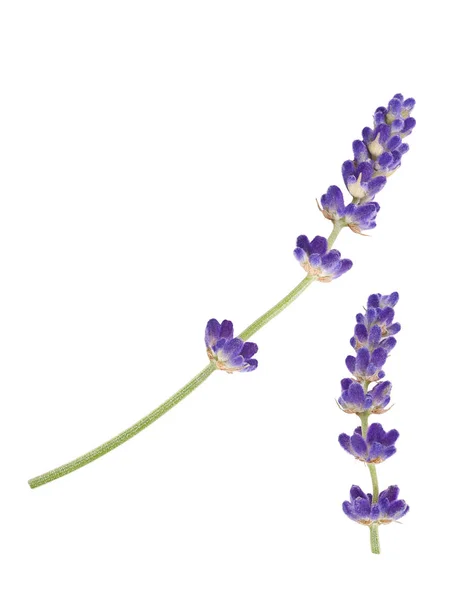 Flores de lavanda isoladas — Fotografia de Stock