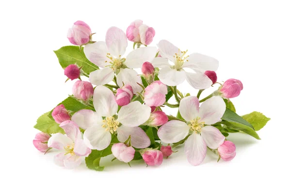Apple květiny s poupaty — Stock fotografie