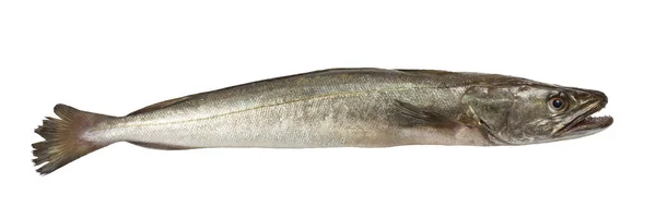 Morszczuk ryby na białym tle — Zdjęcie stockowe